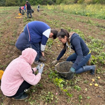 [Vie de l’association] Récolte des pommes de terres : emballez, c’est pesé !