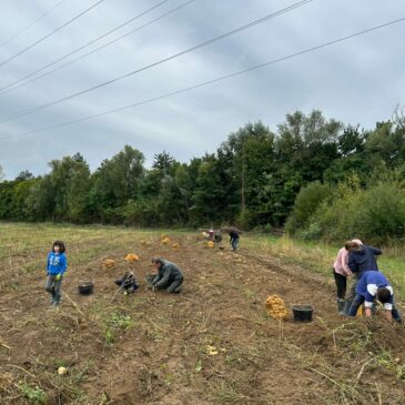 [Vie de l’association] La récolte de pommes de terre des 20 et 21 septembre en photos