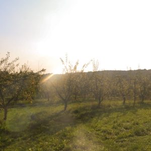 IMG_6144